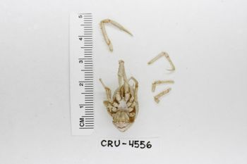 Media type: image;   Invertebrate Zoology CRU-4556 Description: Preserved specimen.;